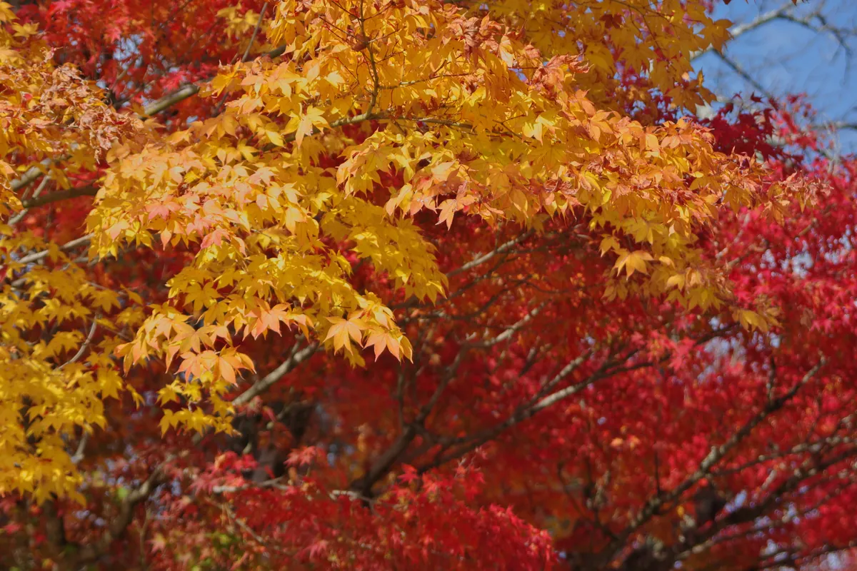 朱から金へ色づく紅葉を見上げる / Looking up into maple leaves turning from scarlet to gold in Kyoto