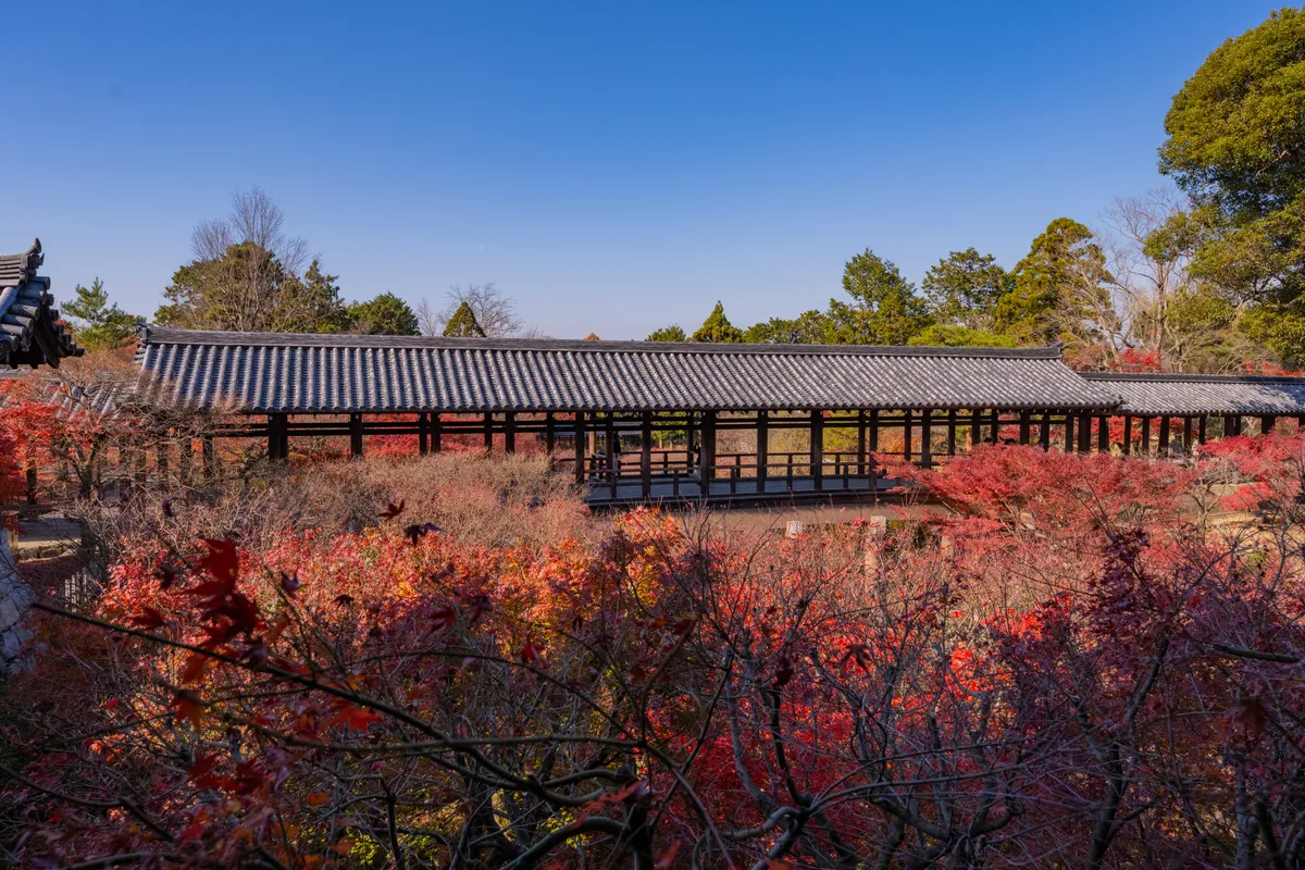 紅葉に包まれる東福寺・通天橋 / Tsutenkyo Bridge at Tofuku-ji temple surrounded by autumn leaves