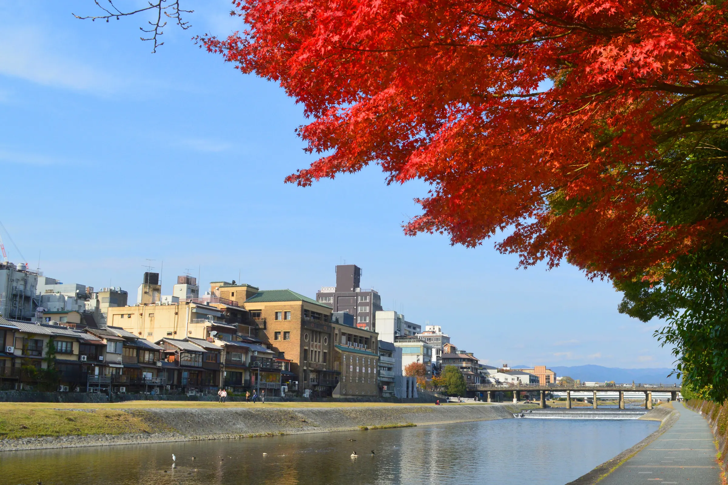 紅葉が覆う鴨川の川沿いと川端の町並み / Scarlet maples overhanging the Kamo River and its riverside townscape in autumn Kyoto